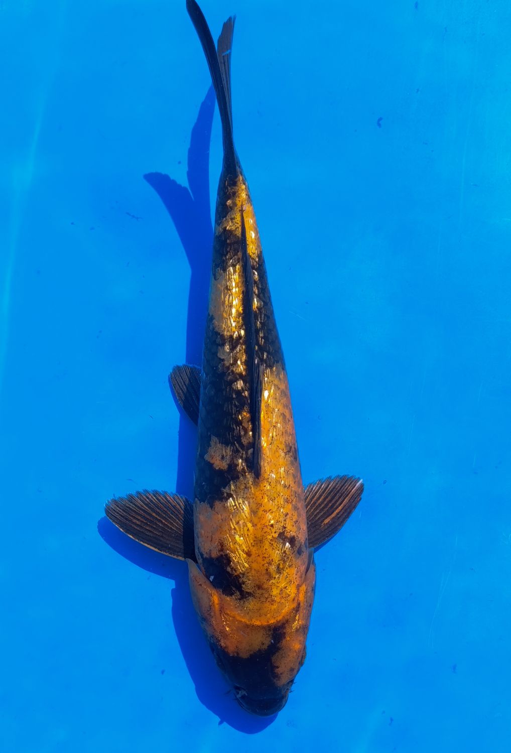 Karp Koi Gin rin Ki utsuri