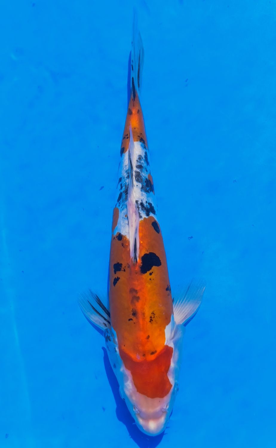 Karp Koi Doitsu Sanke