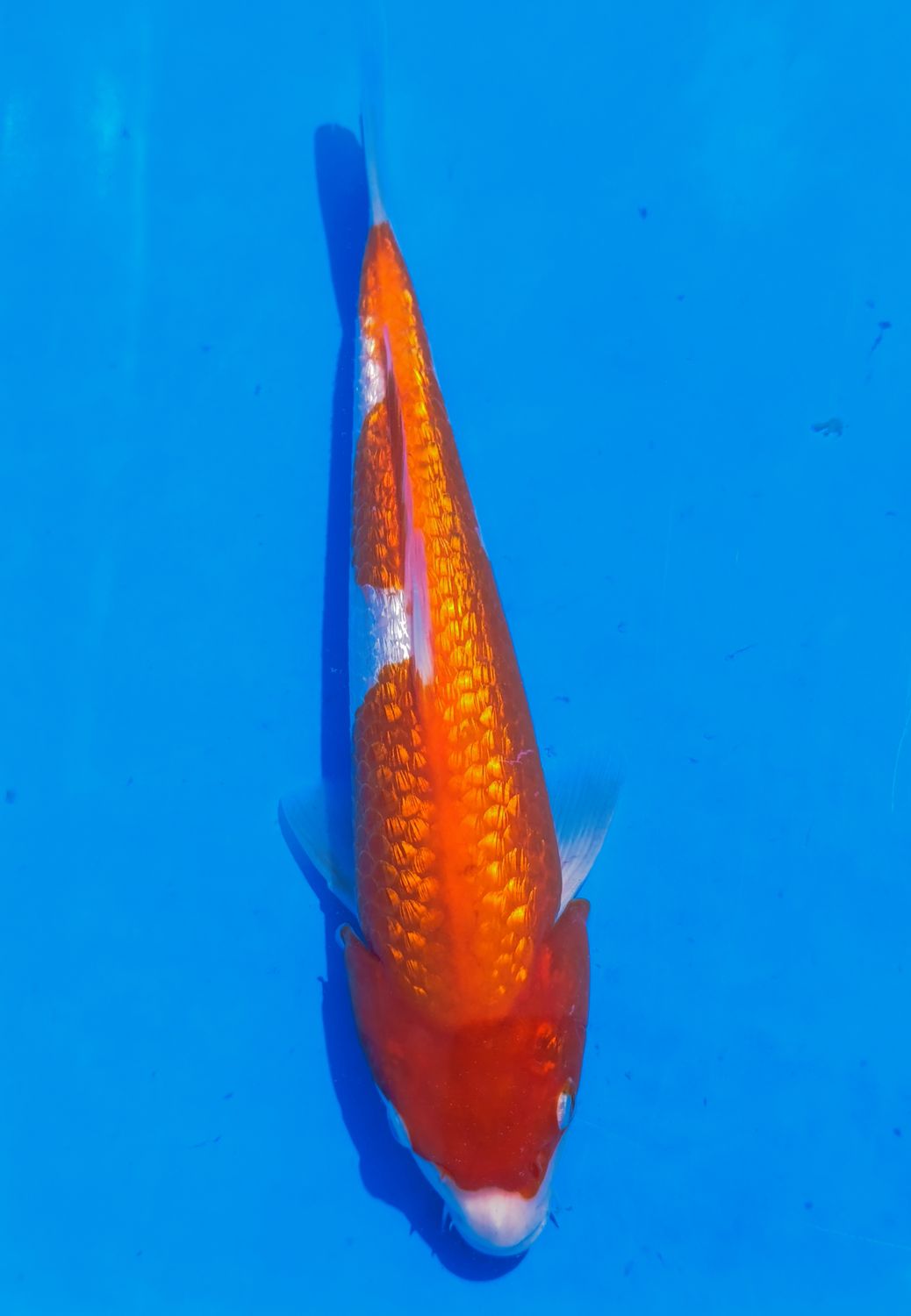 Karp Koi Gin rin Kohaku