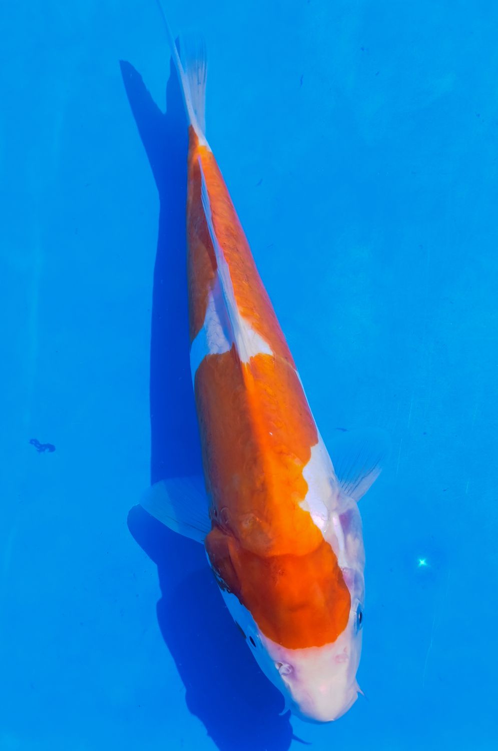 Karp Koi Doitsu Kohaku
