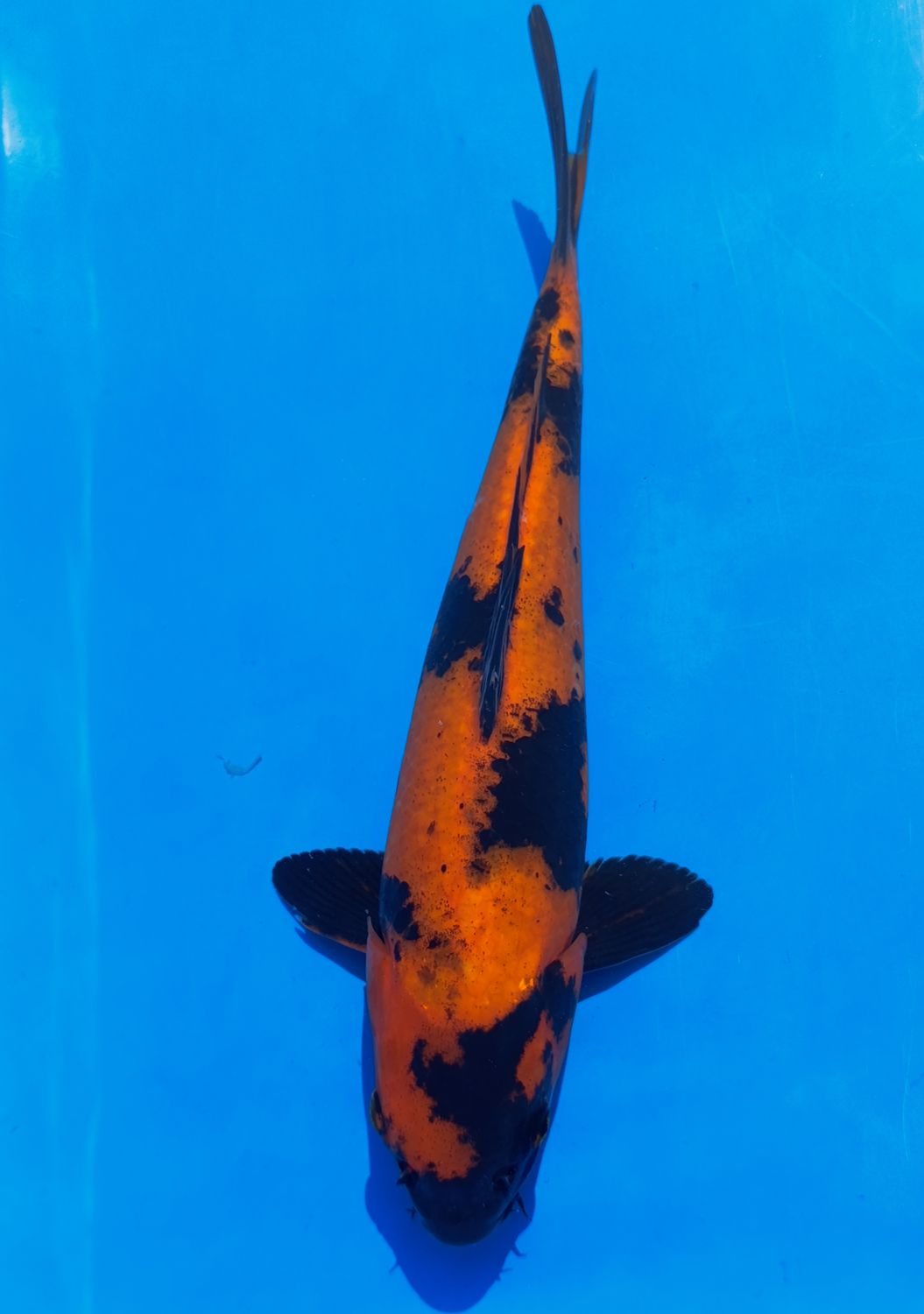Karp Koi Hi Utsuri