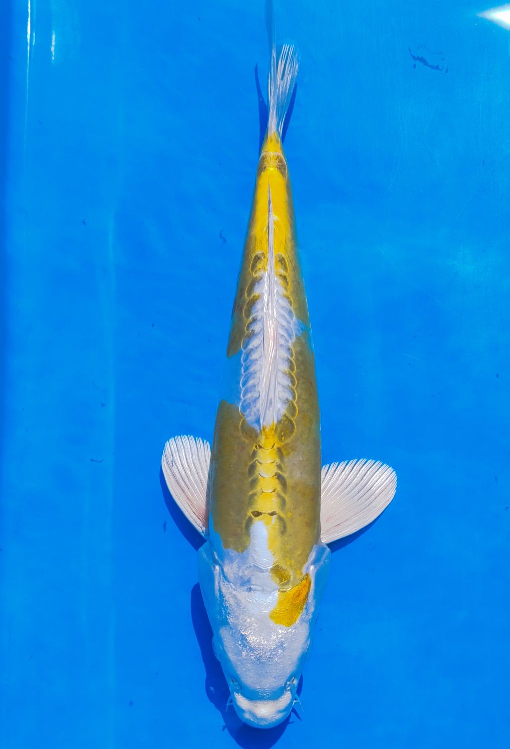 Karp koi Hariwake
