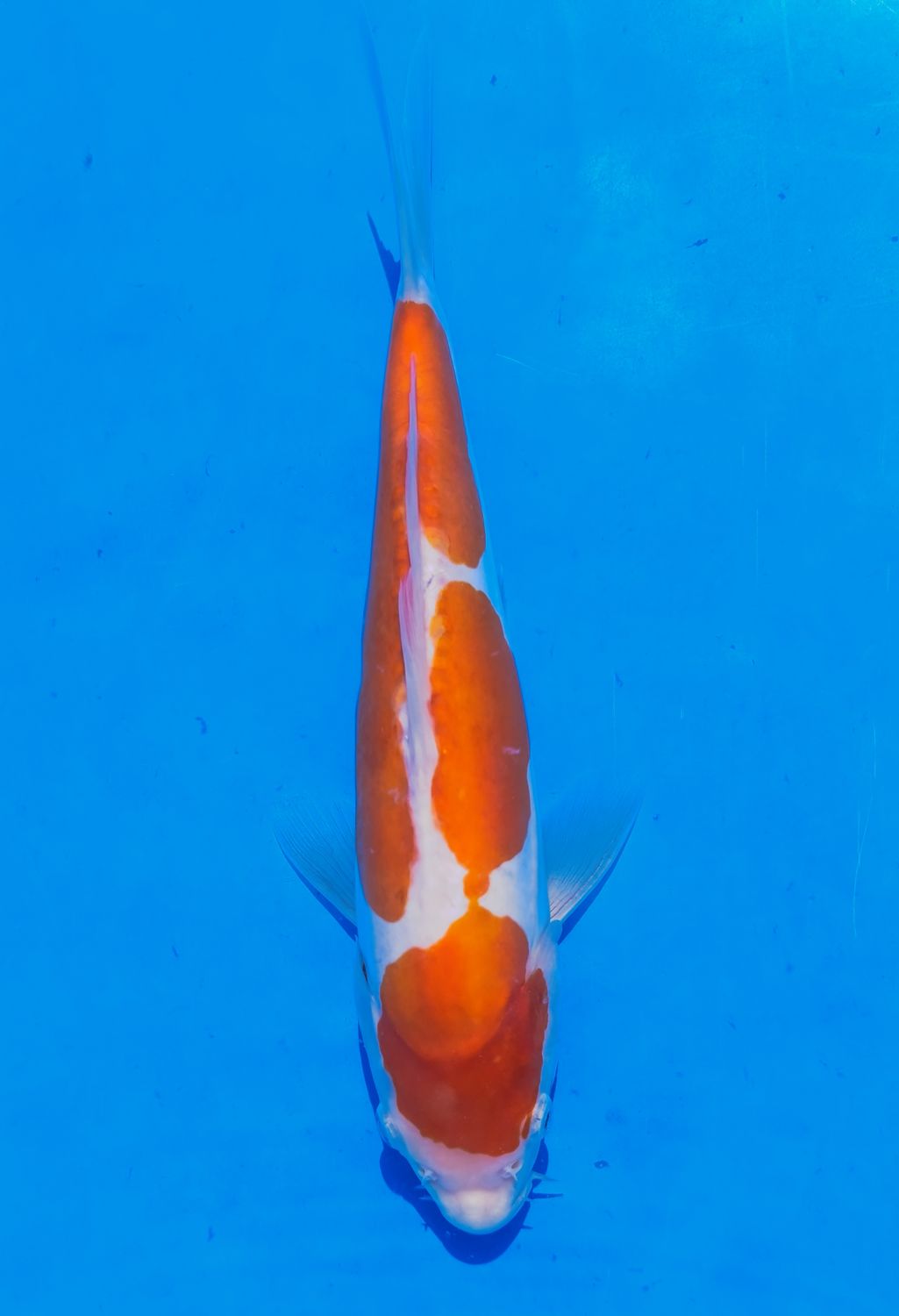 Karp Koi Doitsu Kohaku