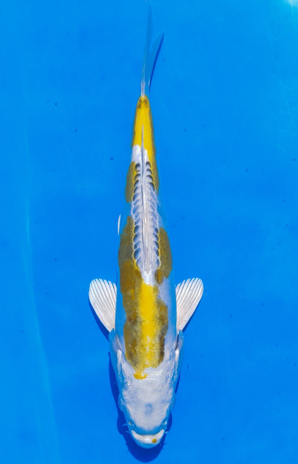 Karp Koi Doitsu Kujaku