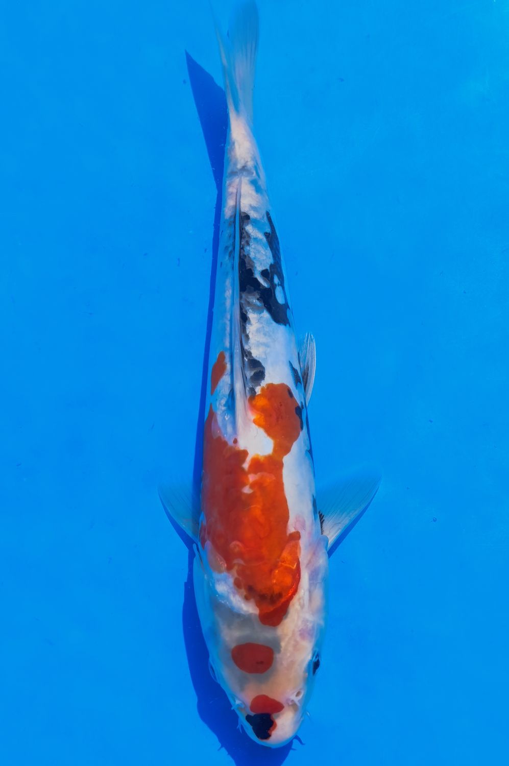 Karp Koi Doitsu Showa