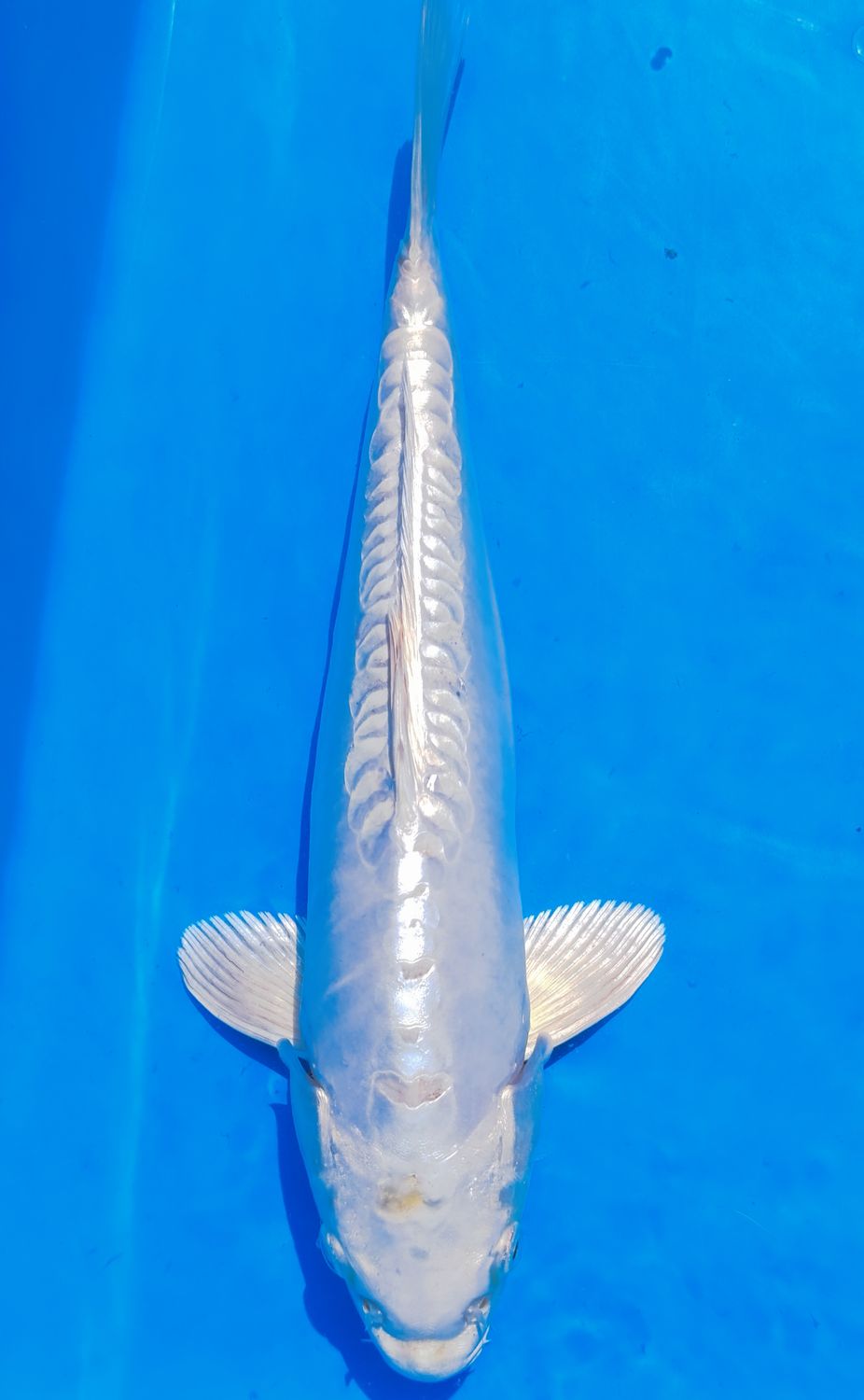 Karp koi Doitsu Platinum Ogon