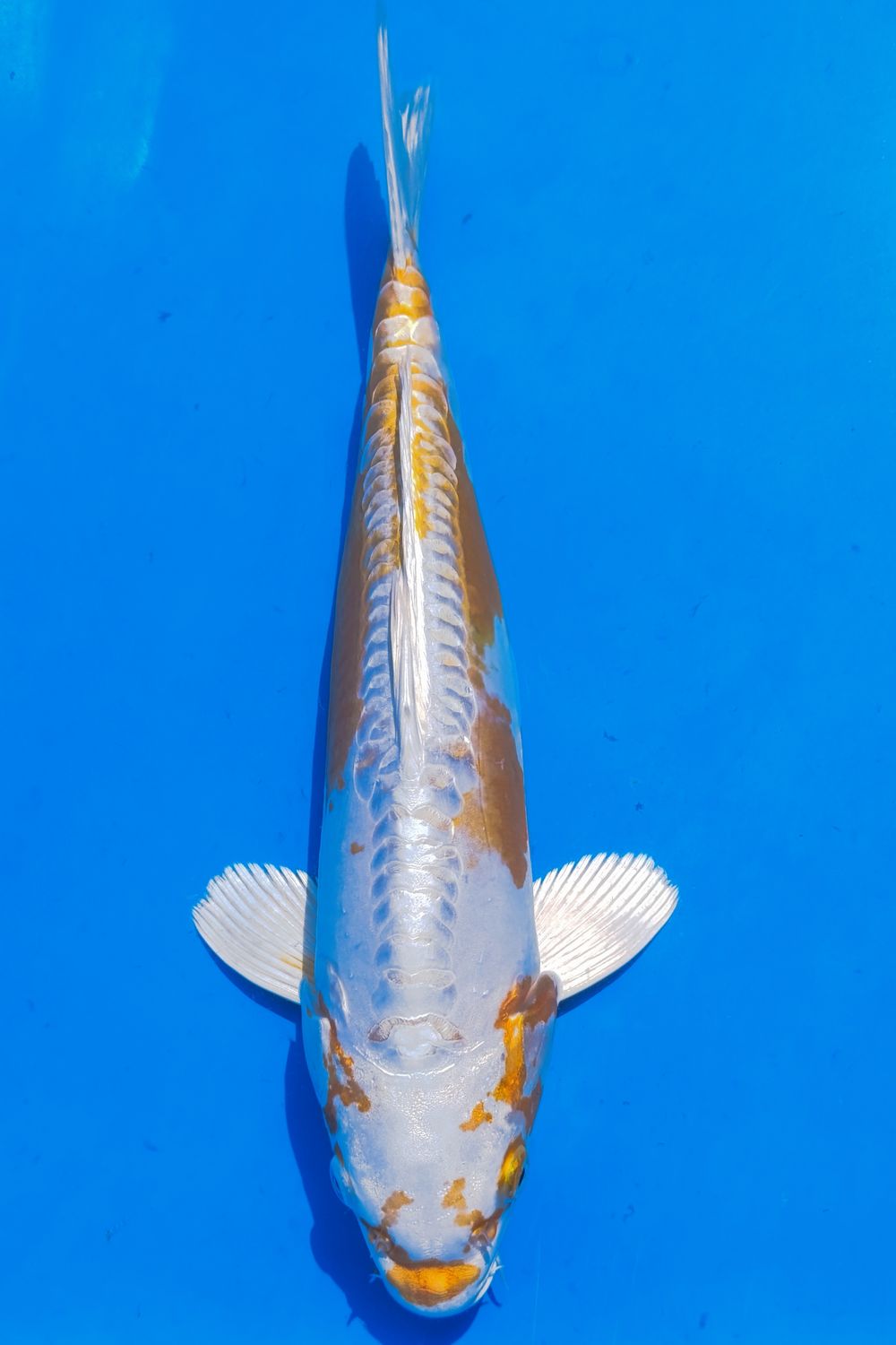 Karp koi Hariwake