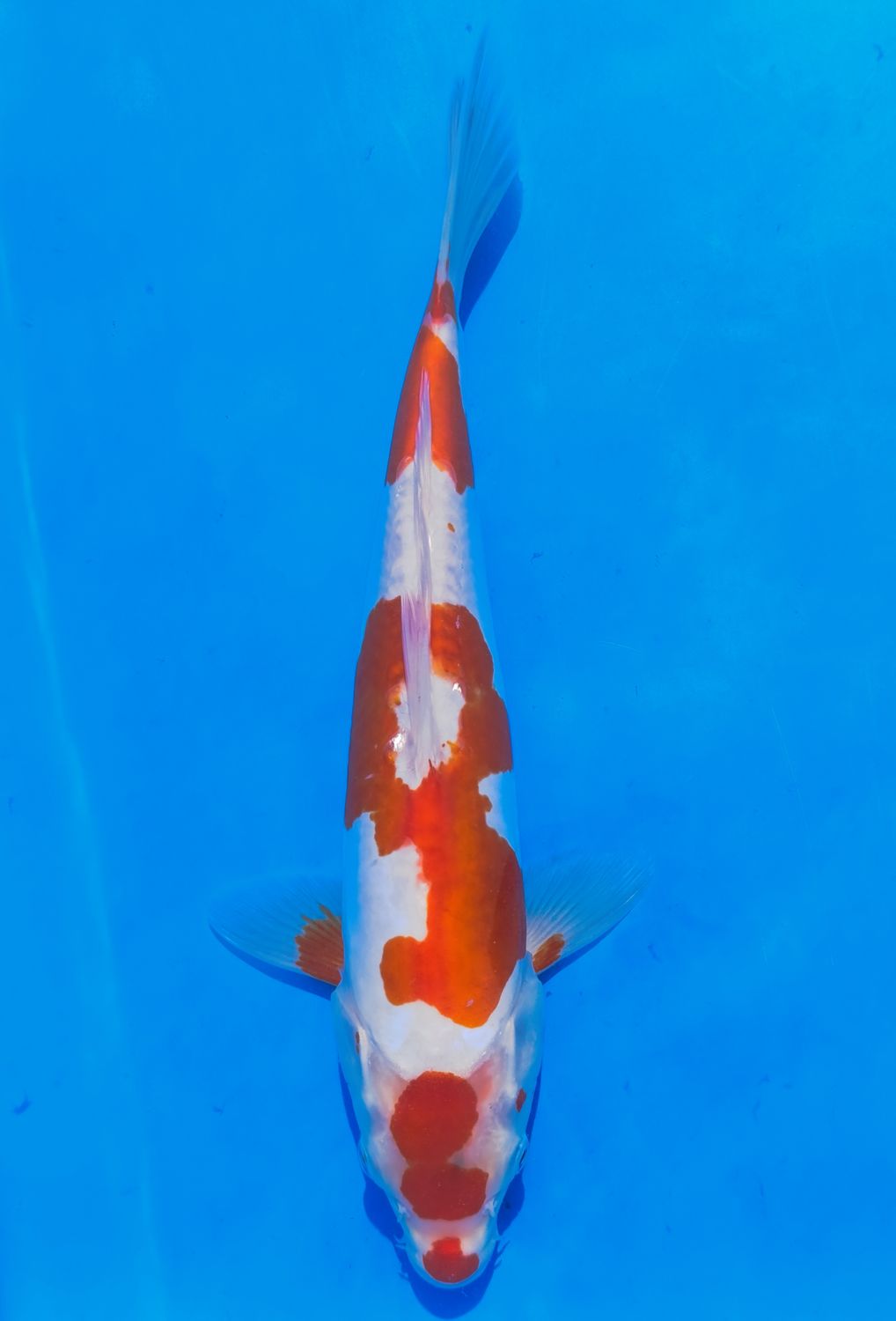 Karp koi Doitsu Kohaku