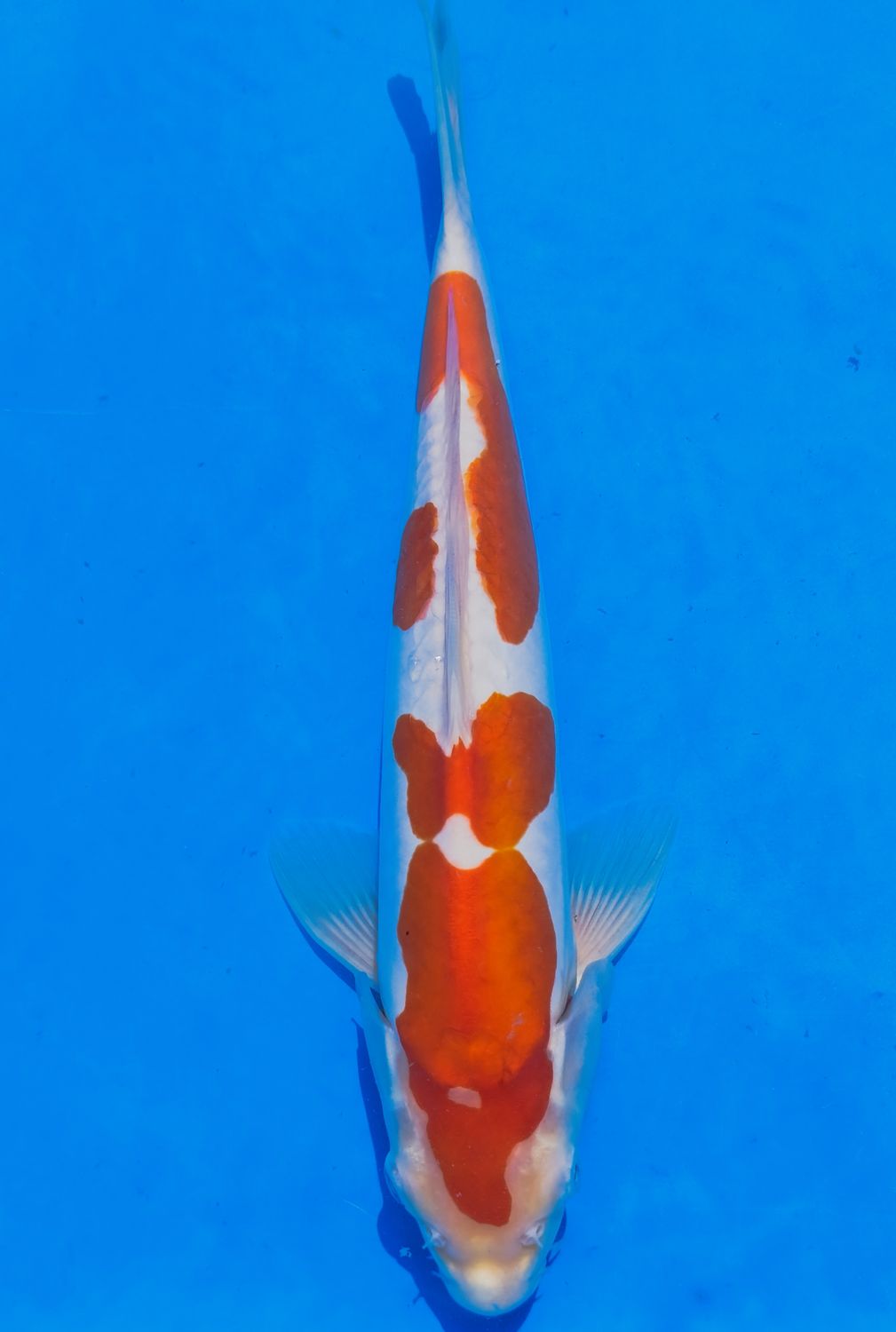 Karp koi Doitsu Kohaku