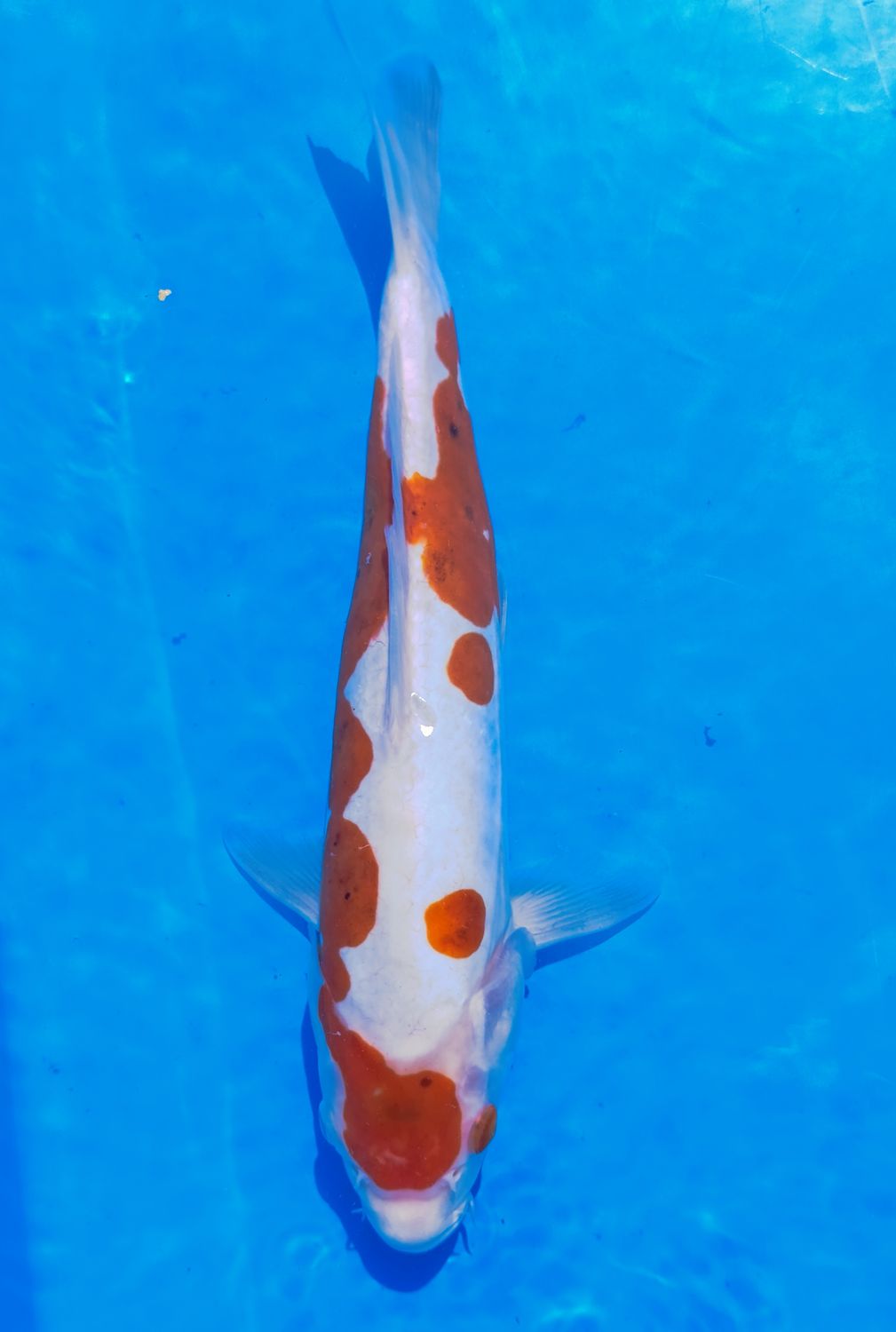 Karp koi Doitsu Kohaku