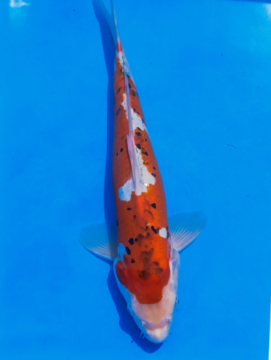 Karp Koi Doitsu Sanke