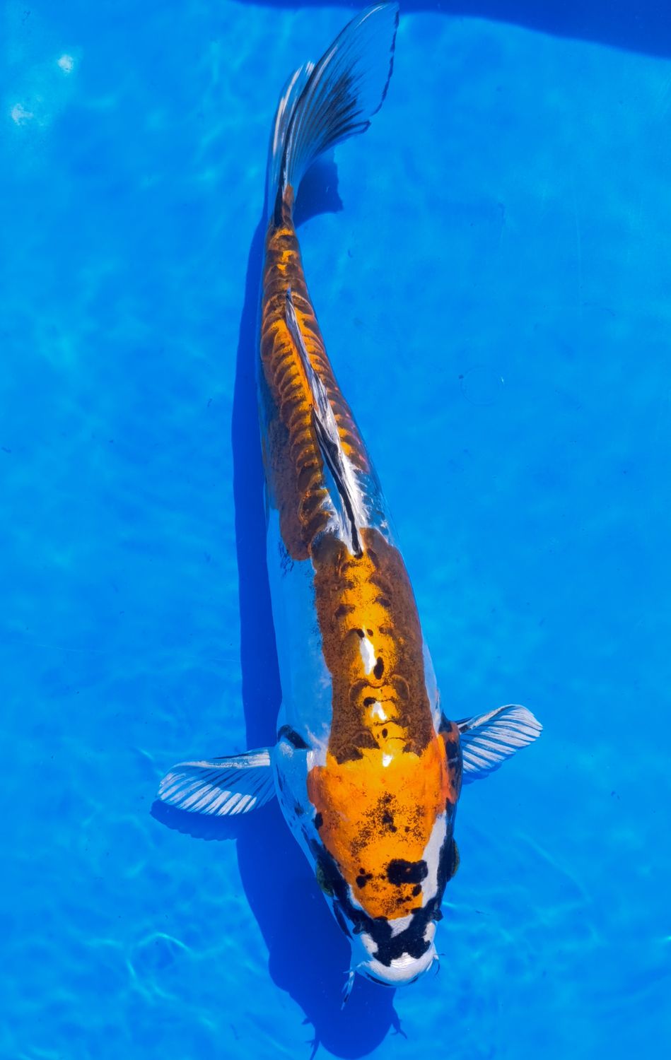 Karp Koi Kin kikokuryu
