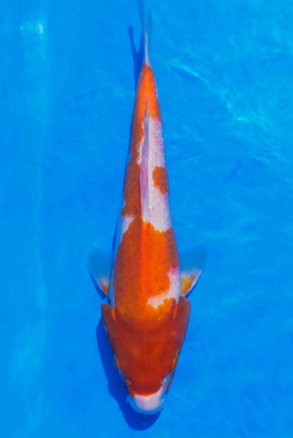 Karp koi Kohaku