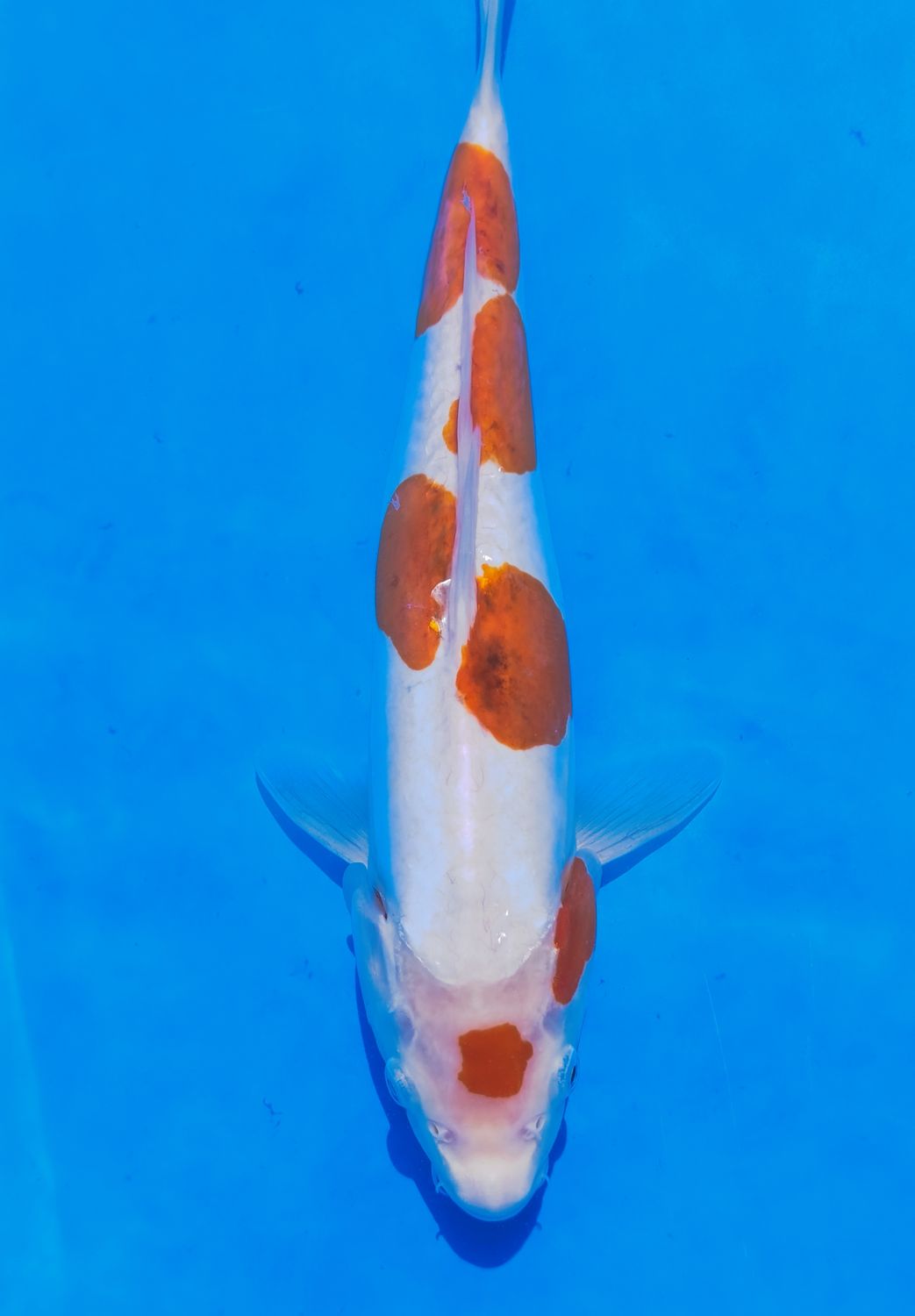 Karp Koi Doitsu Kohaku