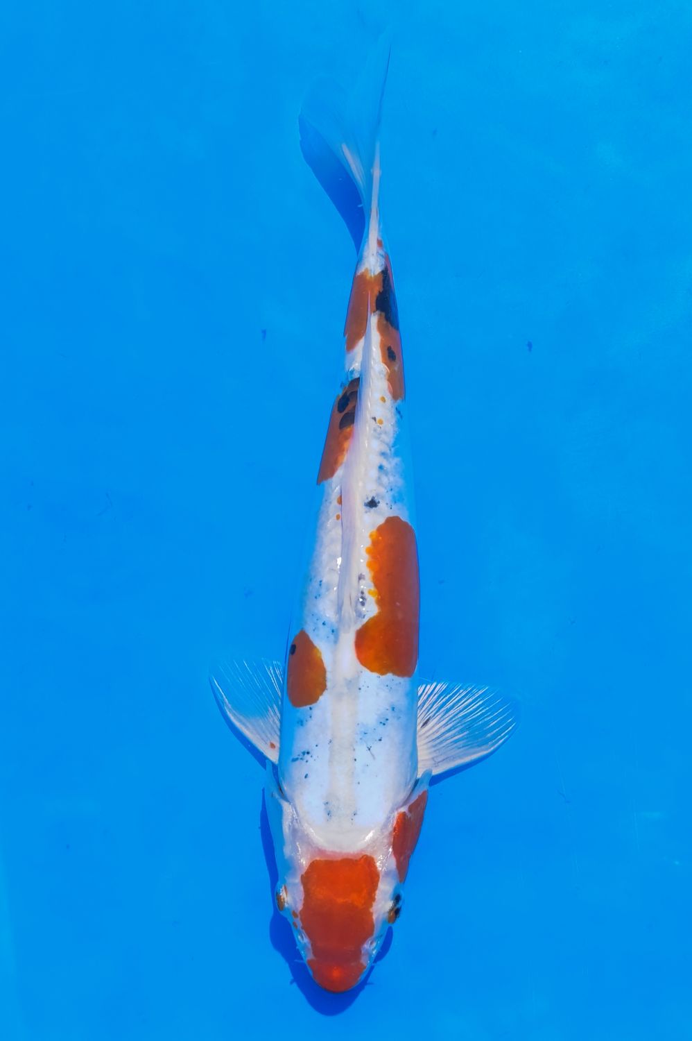 Karp Koi Doitsu Sanke