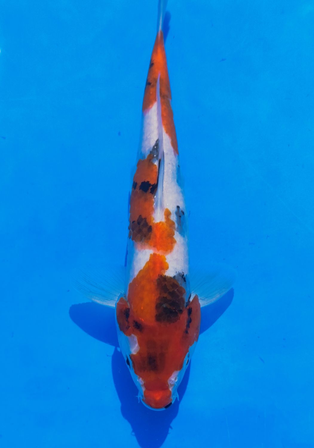 Karp Koi Showa