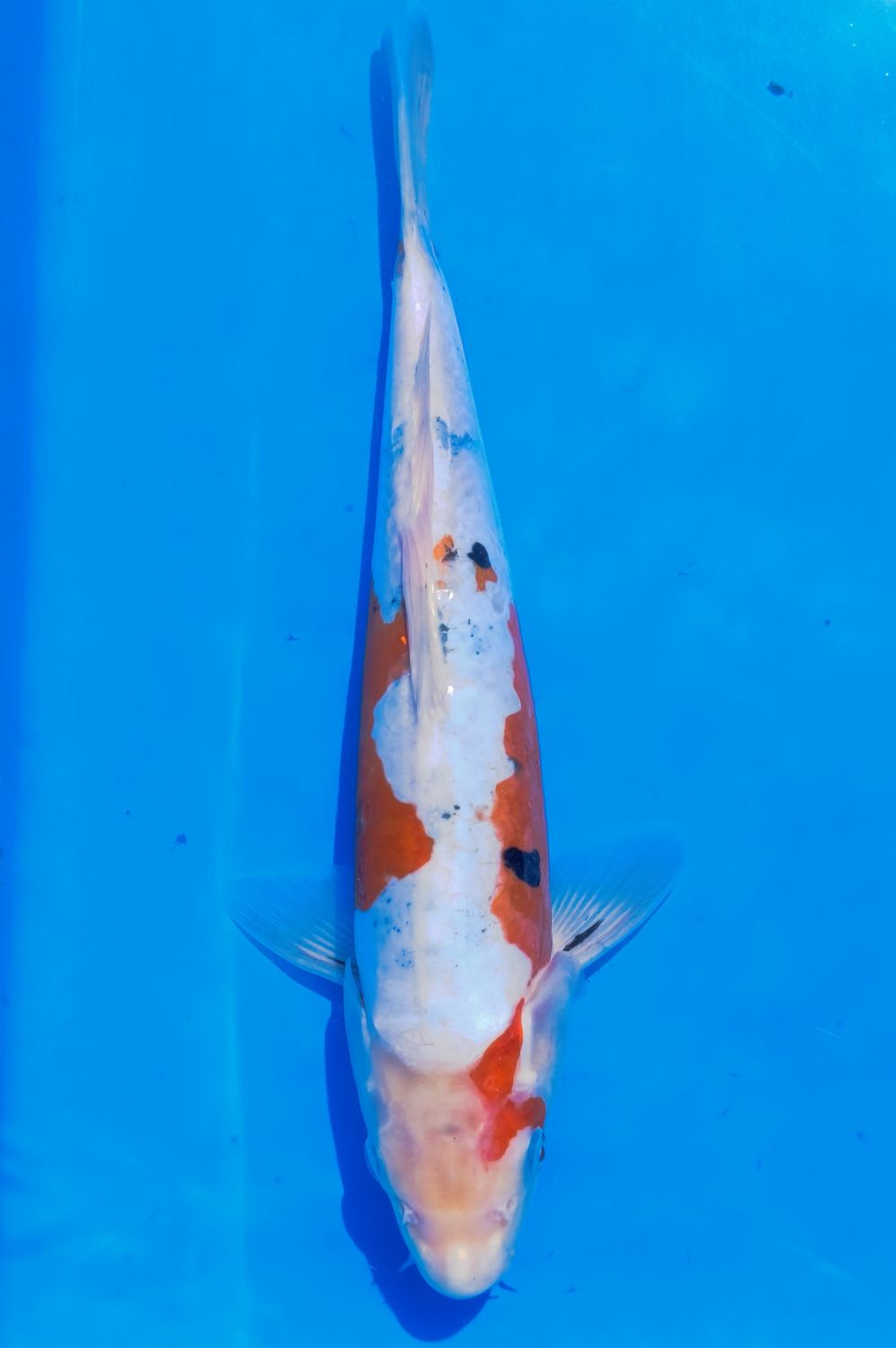 Karp koi Doitsu Sanke