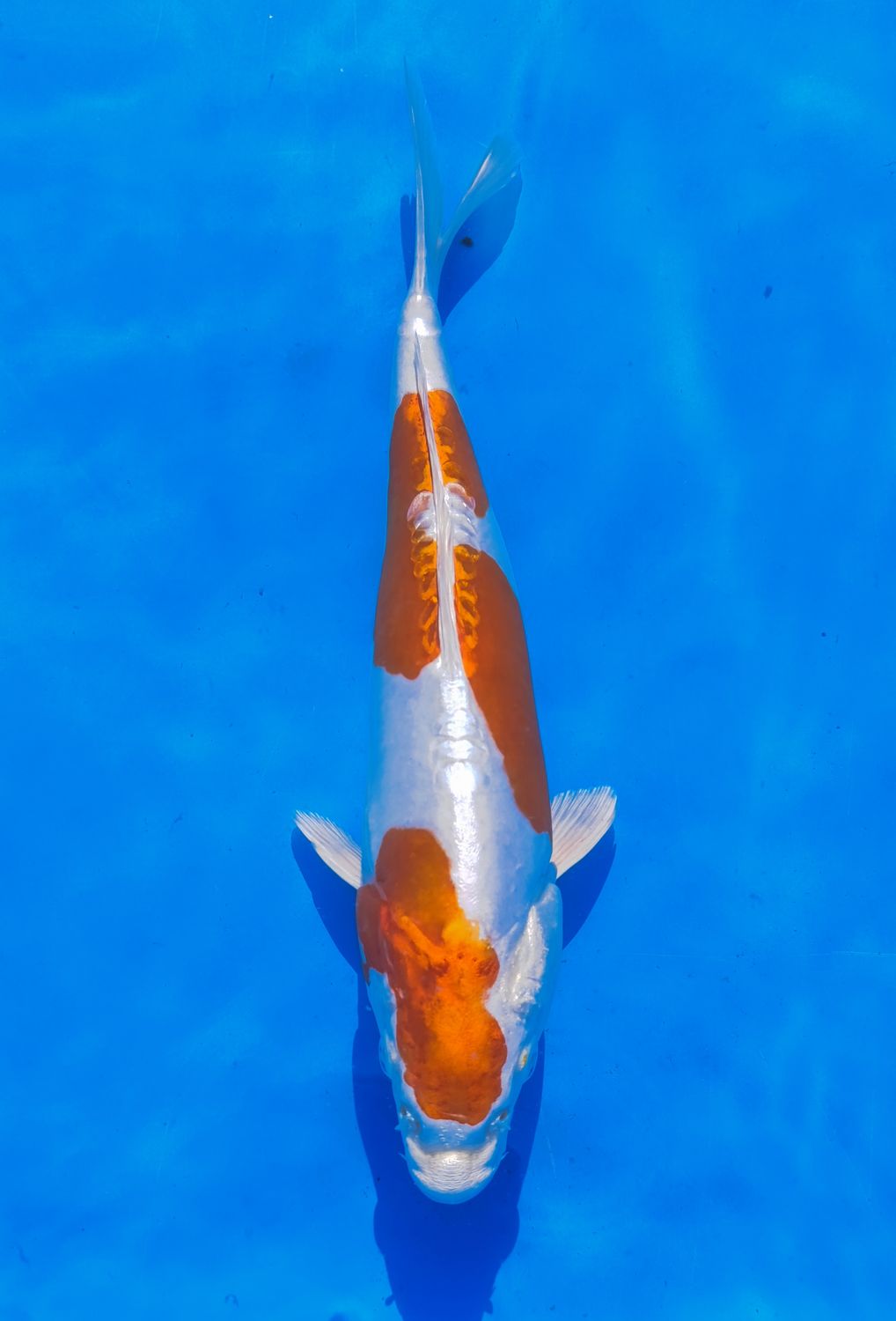 Karp Koi Kikusui