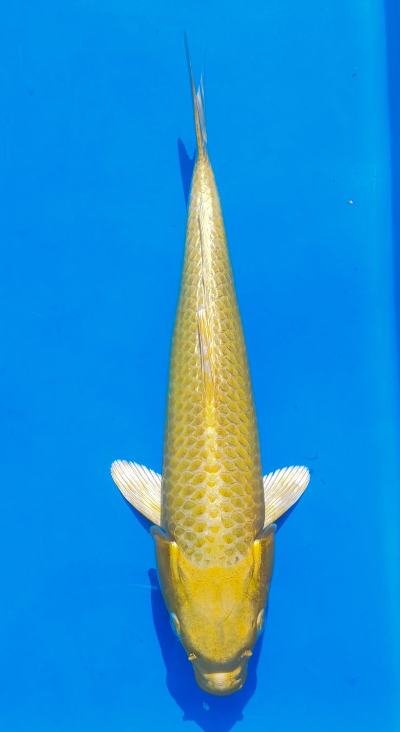 Karp Koi Yamabuki