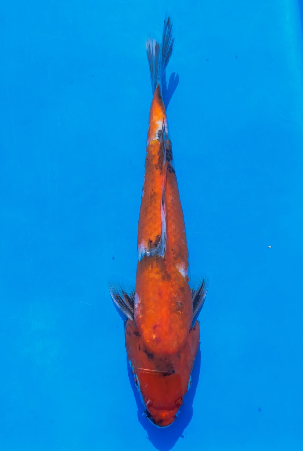 Karp Koi Showa