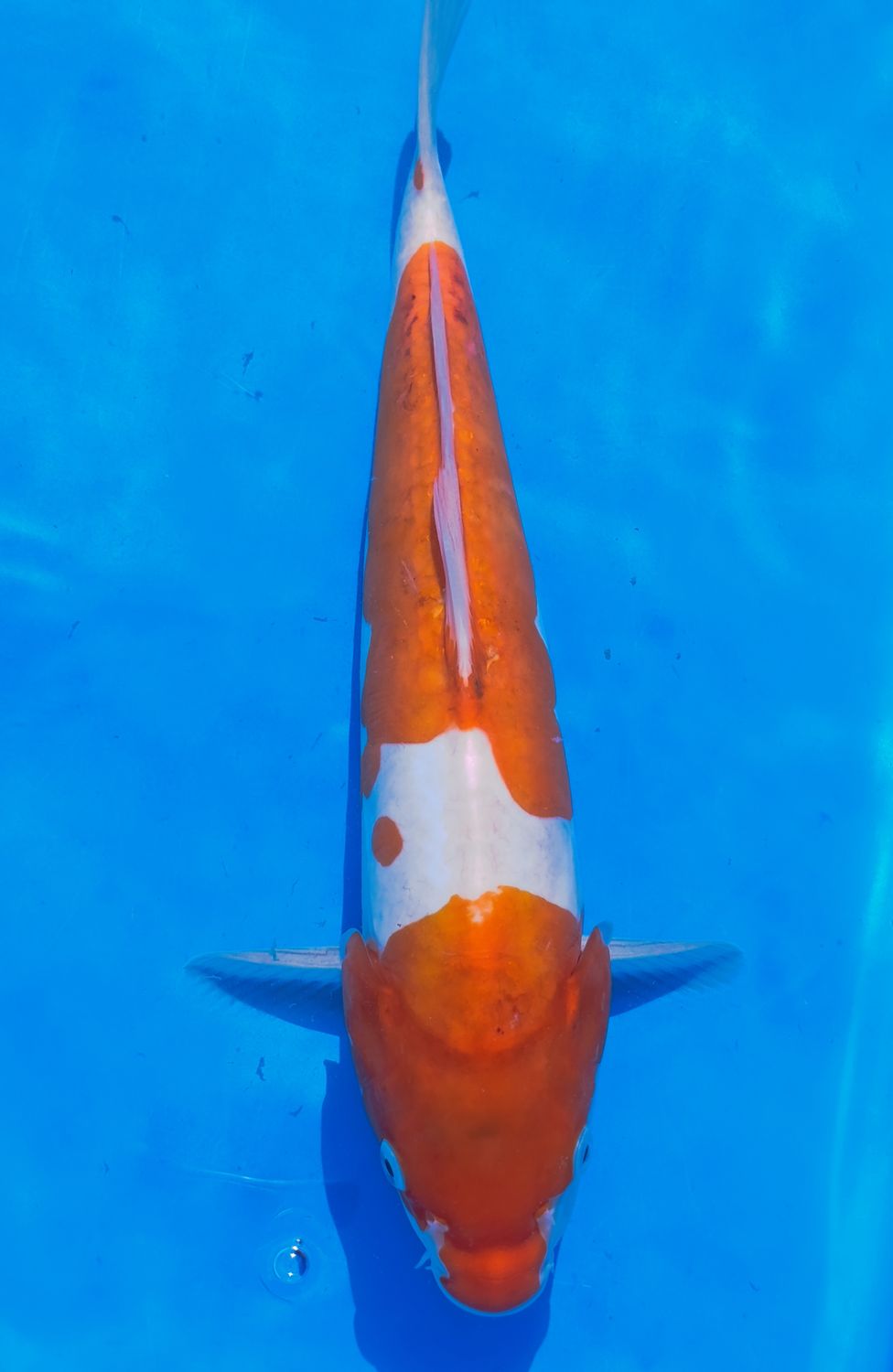 Karp Koi Doitsu Kohaku