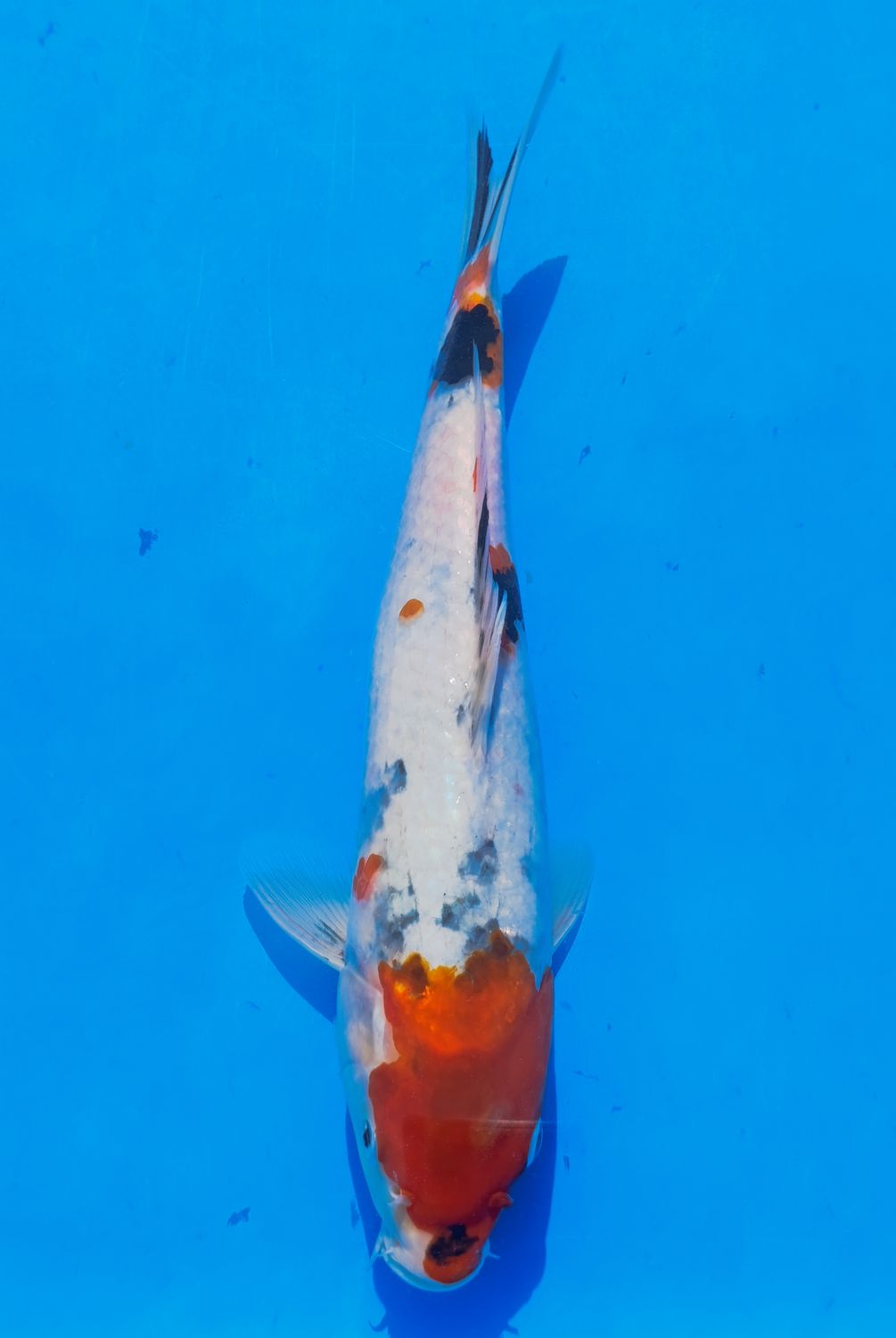 Karp koi Sanke