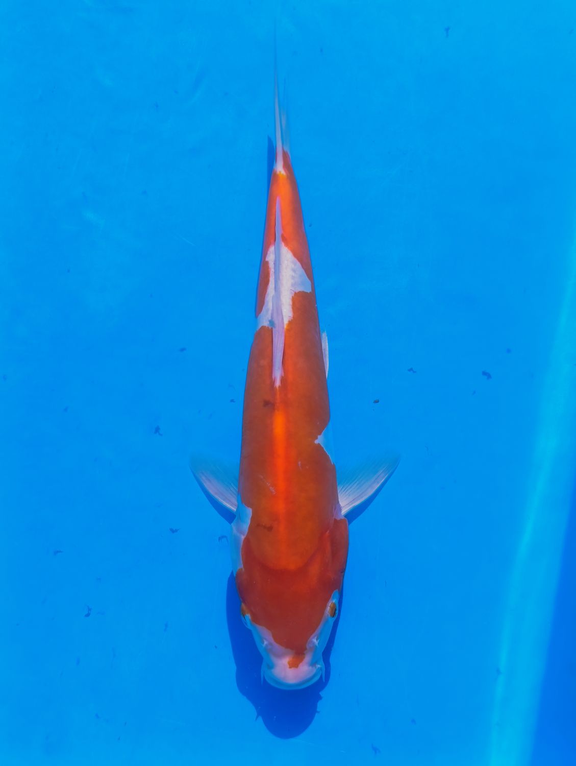 Karp Koi Doitsu Kohaku