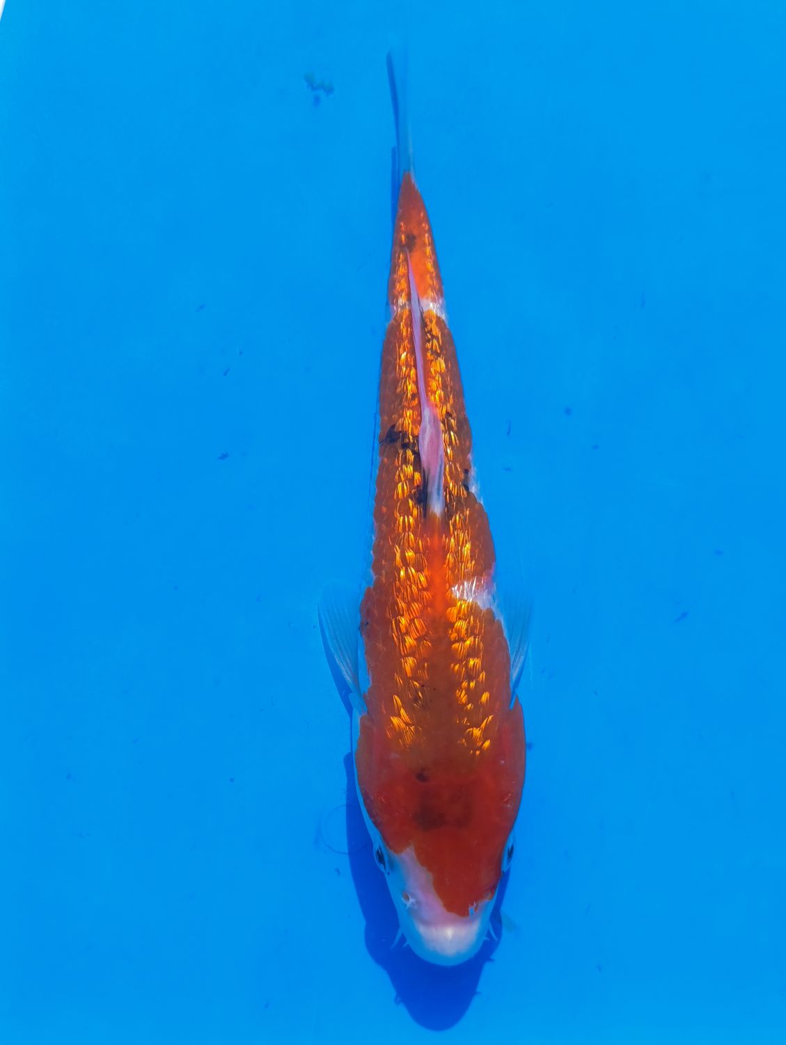 Karp Koi gin rin Sanke