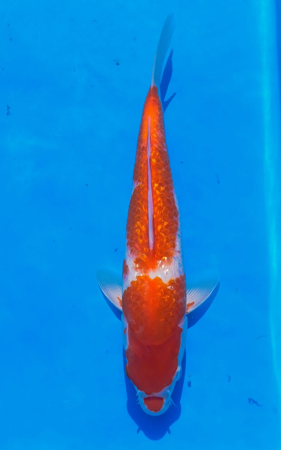 Karp Koi Gin Rin Kohaku