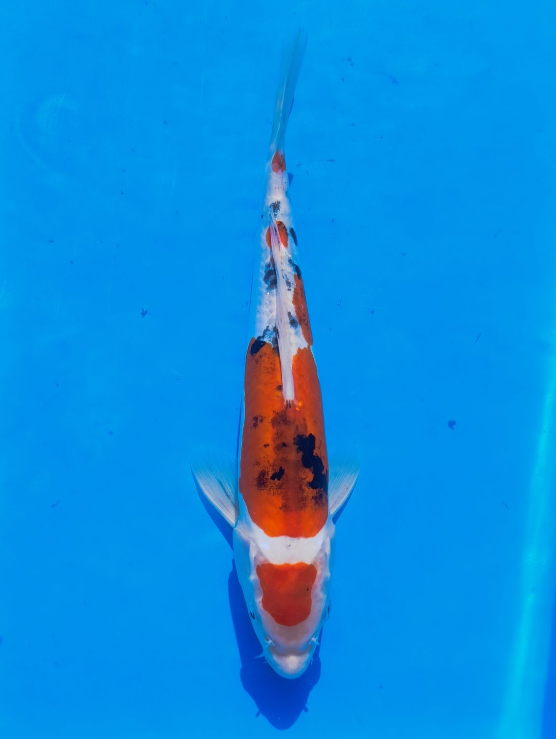 Karp Koi Doitsu Sanke