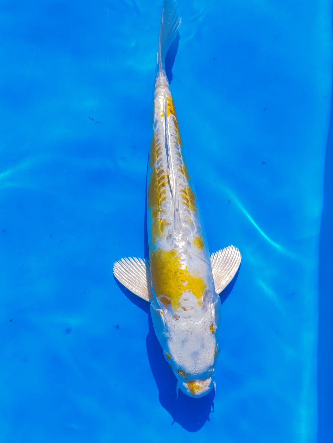 Karp Koi Hariwake