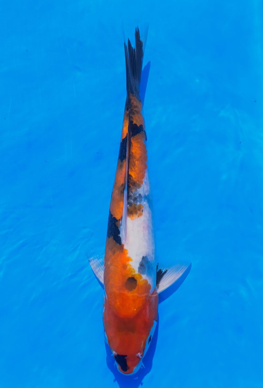 Karp koi Showa