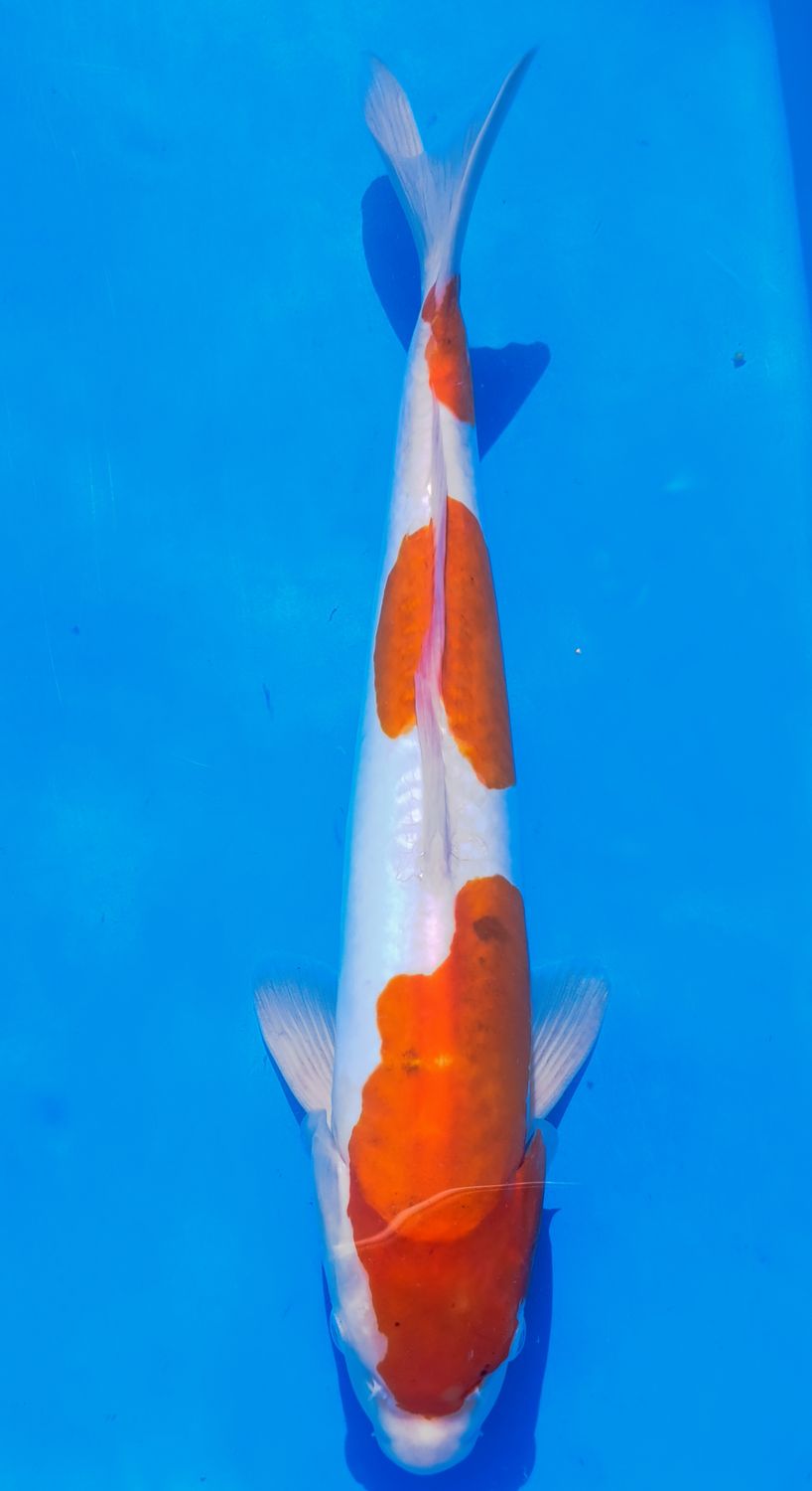 Karp Koi Doitsu Kohaku
