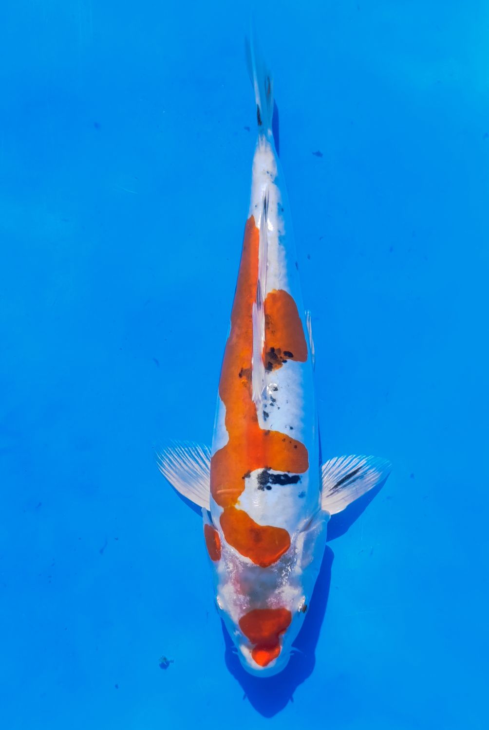 Karp koi Yamatonishiki