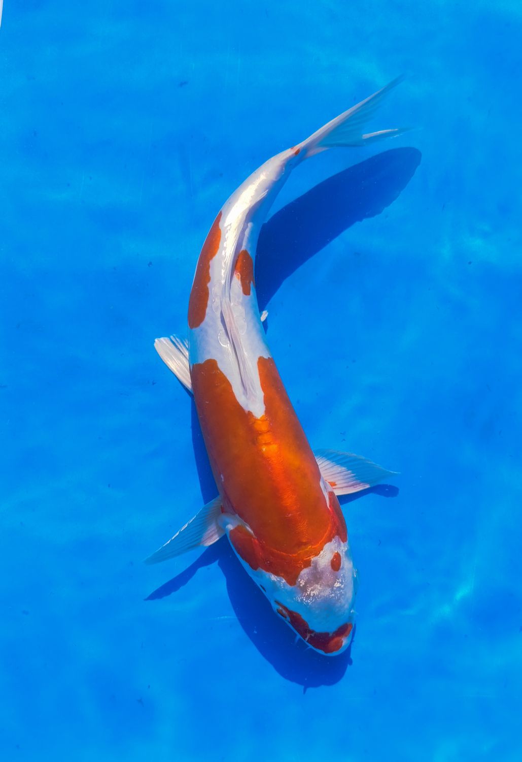Karp koi Kikusui
