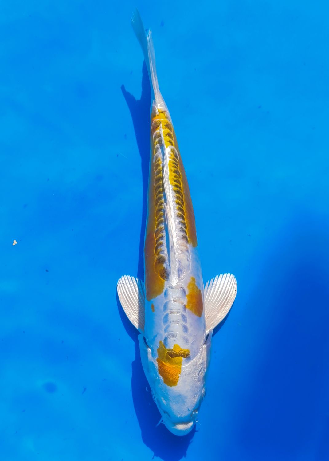 Karp Koi Doitsu Kujaku