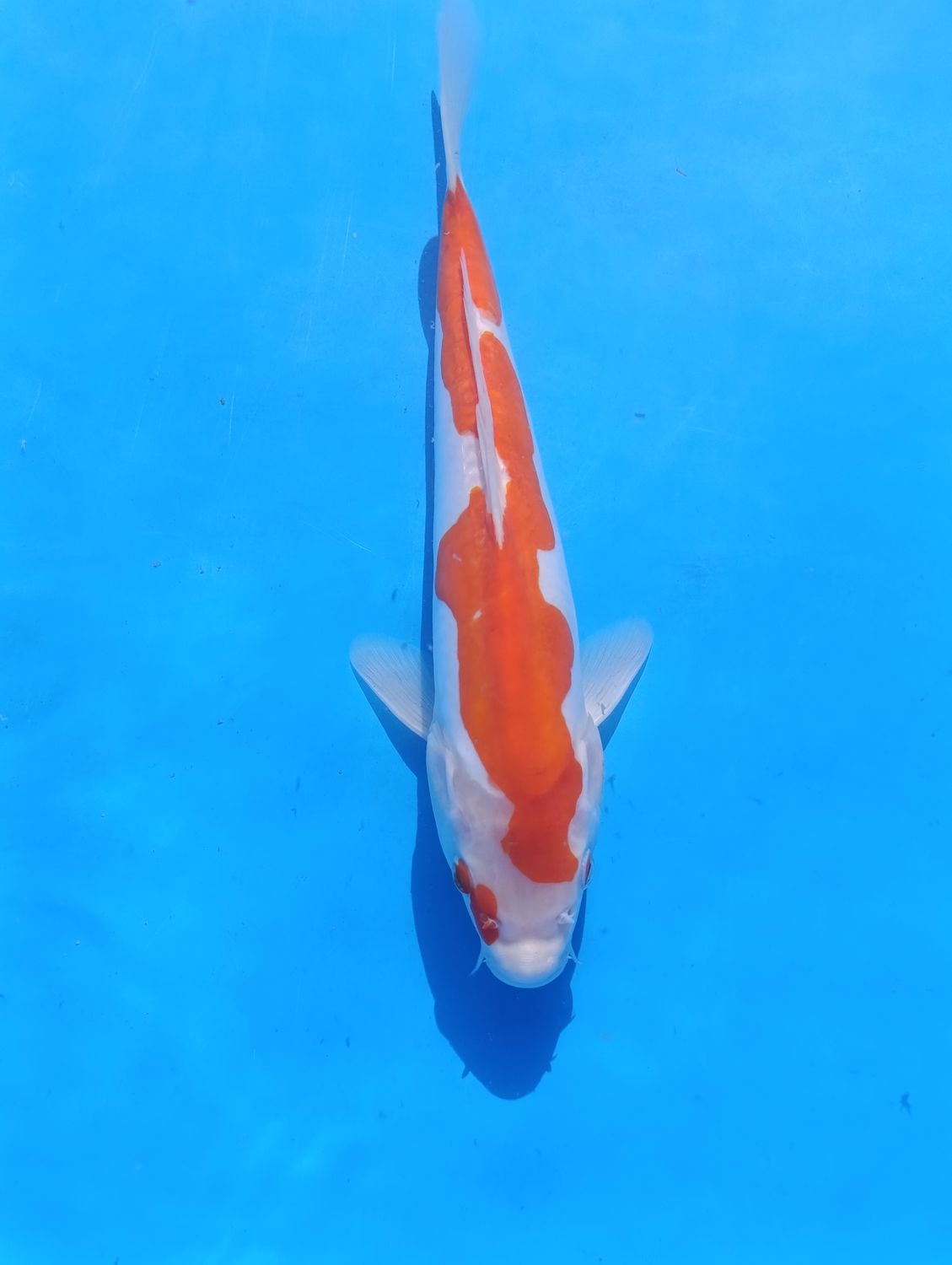 Karp Koi Doitsu Kohaku