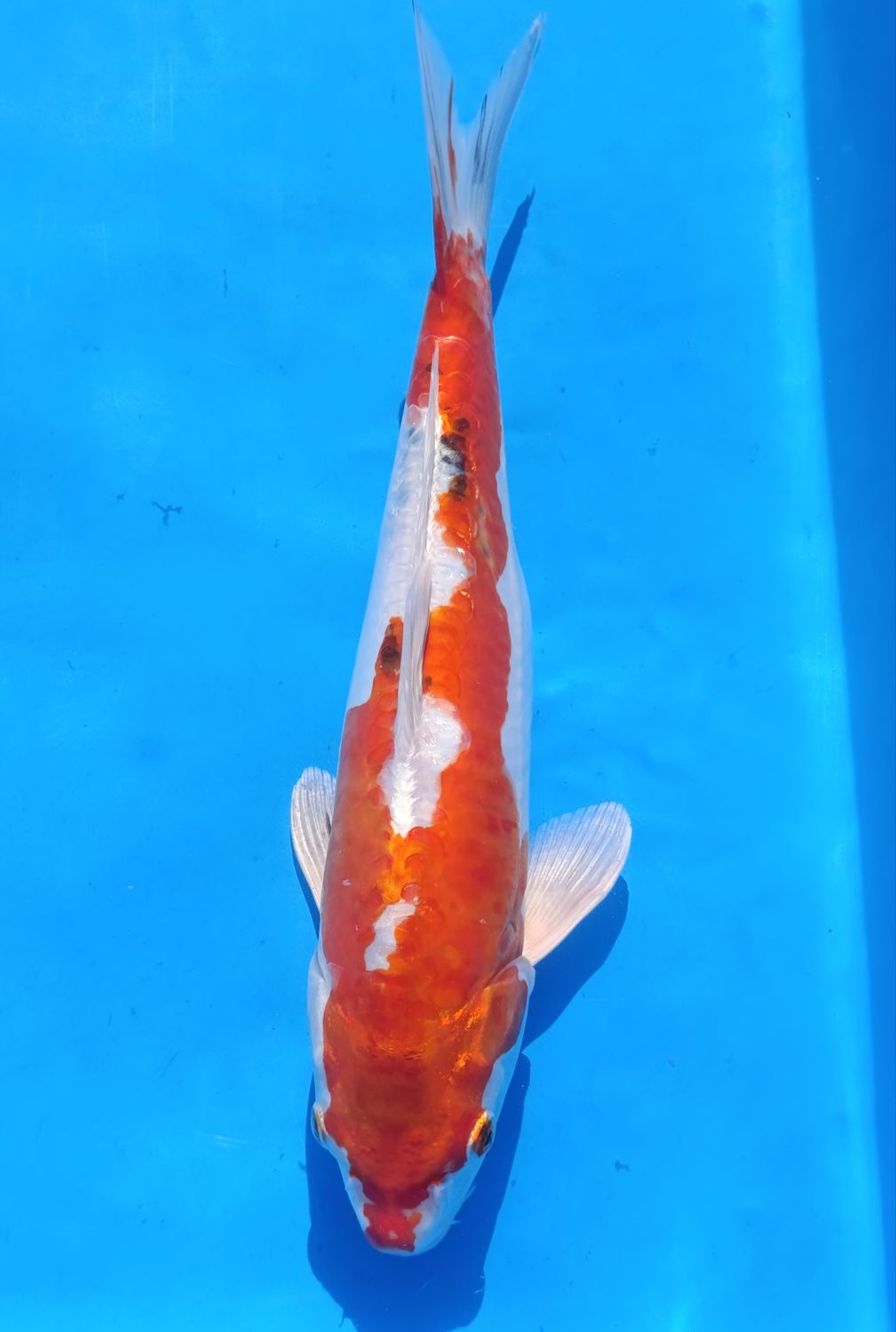 Karp Koi Yamatonishiki
