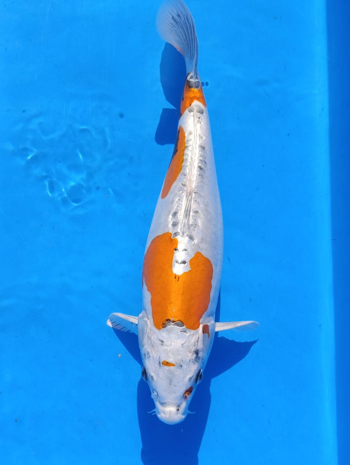 Karp Koi Beni Kikokuryu