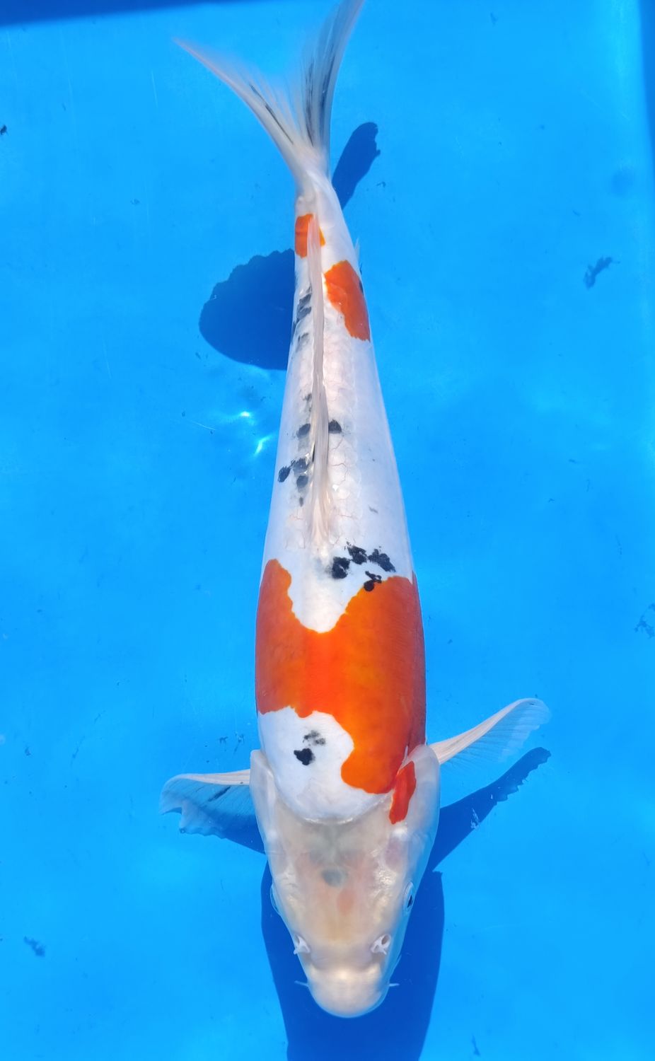 Karp koi Doitsu Sanke