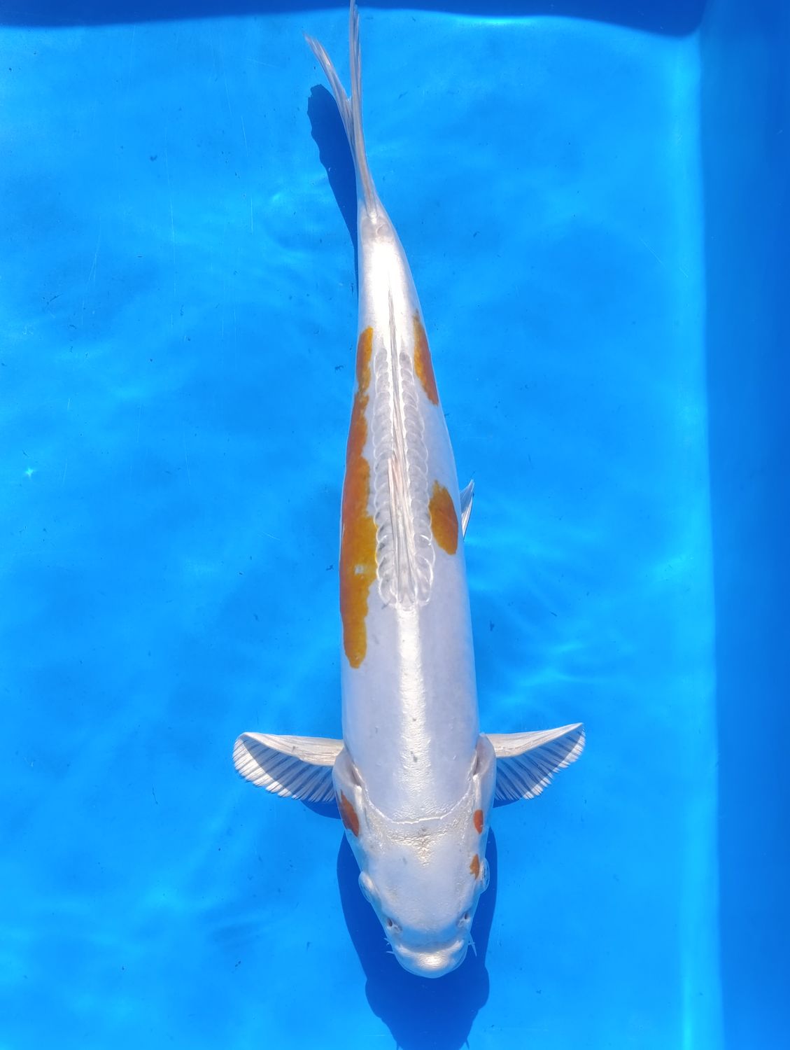 Karp Koi Doitsu Hariwake