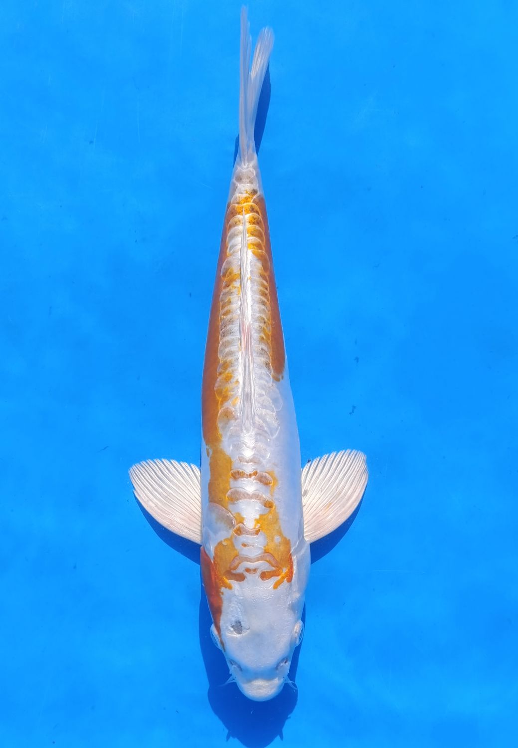 Karp koi Hariwake