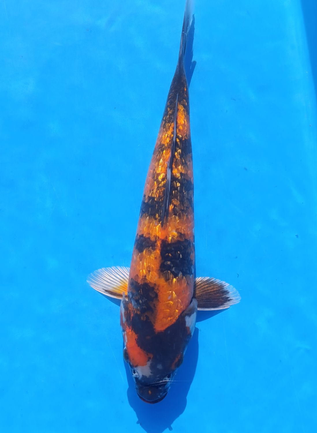 Karp Koi Gin Rin Showa