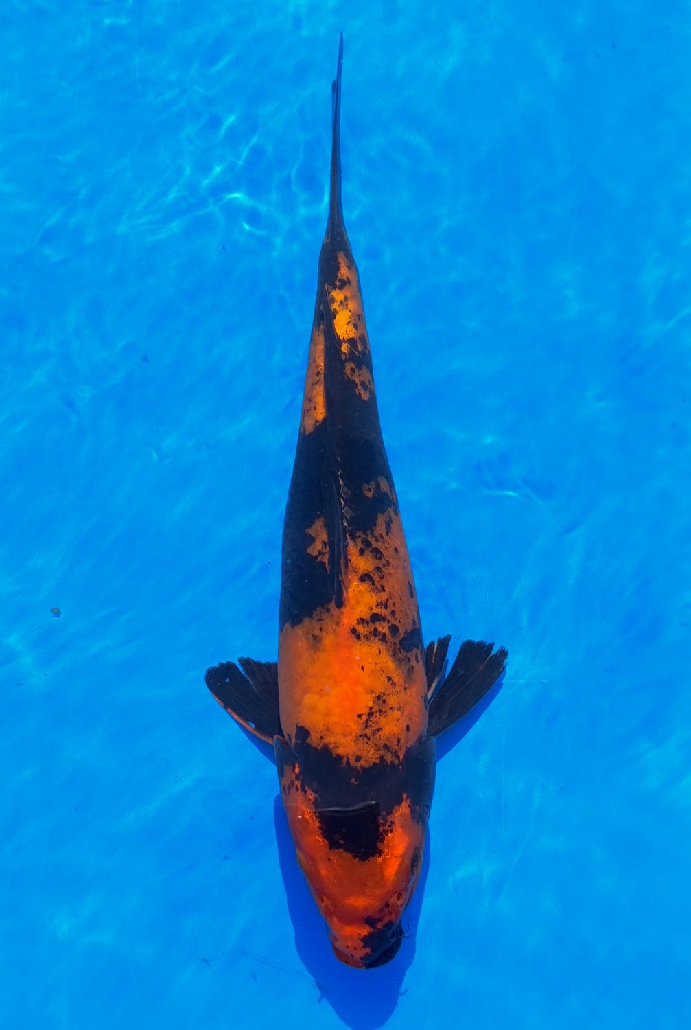 Karp koi Hi Utsuri