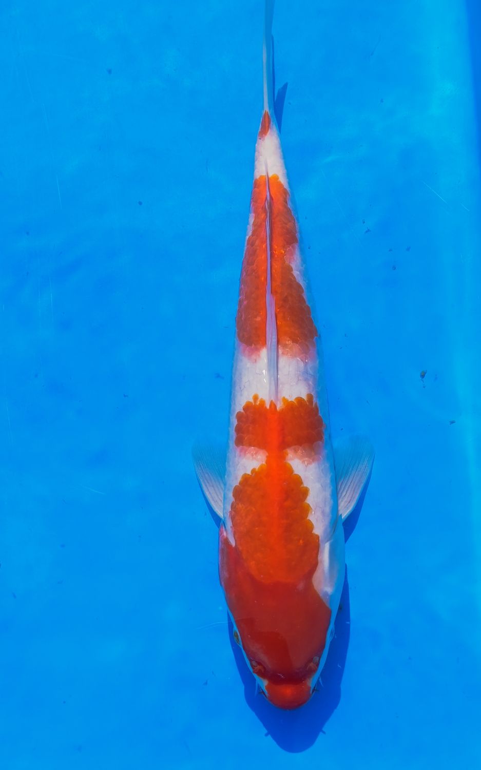 Karp Koi Kohaku