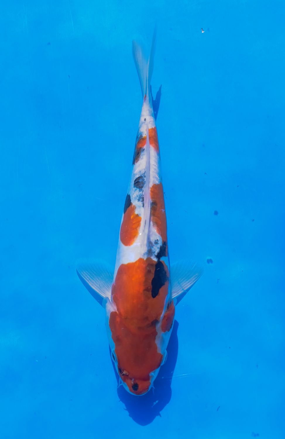 Karp Koi Doitsu Showa