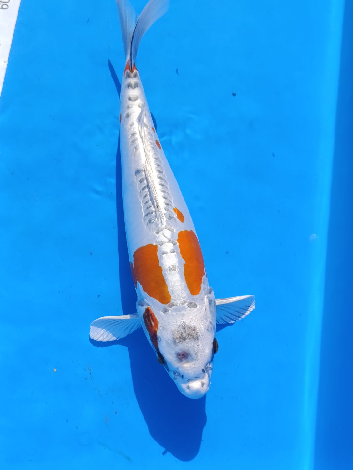 Karp koi Beni Kikokuryu