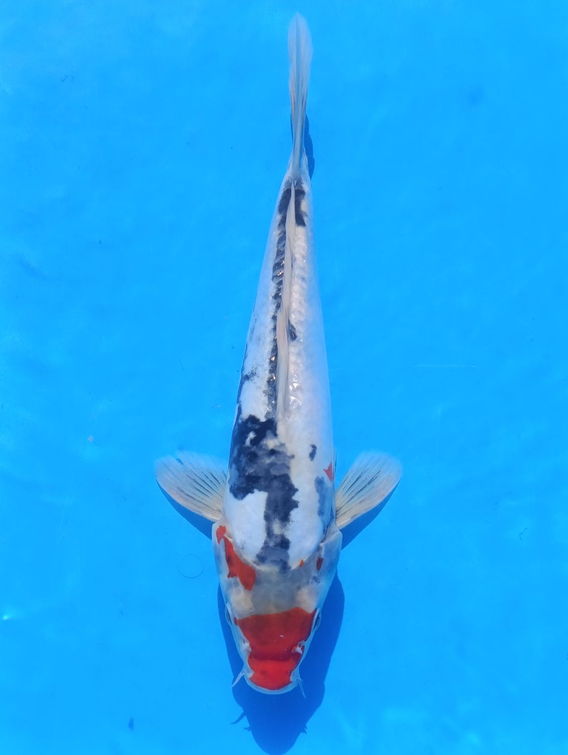 Karp koi Beni Kumonryu