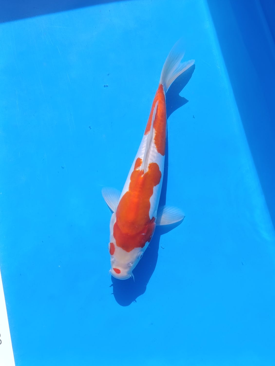 Karp Koi Doitsu Kohaku