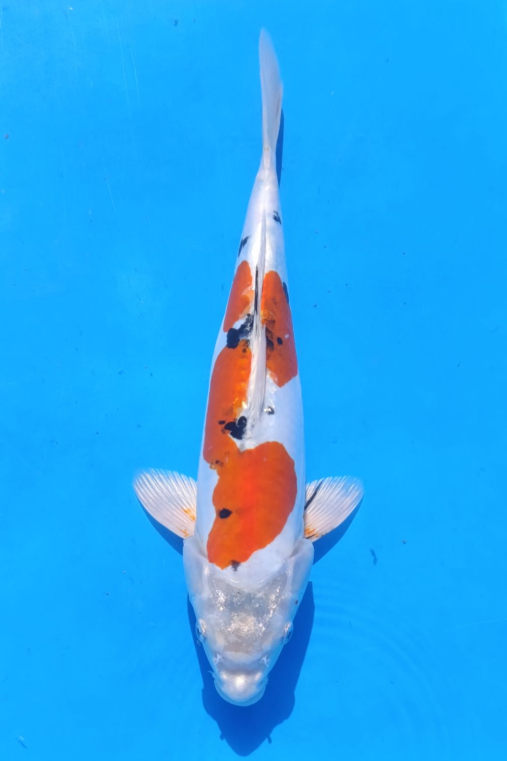 Karp Koi Yamatonishiki